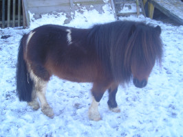 pepito hiver 07.jpg (21 ko)